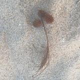 吃些鱿鱼吧
