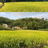 钦廉东哥