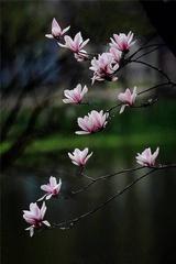 小白呀菜
