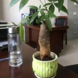 手套佩