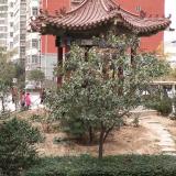 梦幻