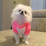 雨天小猪july