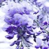 matthiola   incana