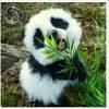 名叫汤姆的cat