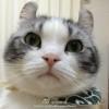 猴子先生