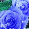 蒋玉琴