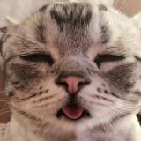 烛篱