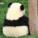 大星