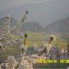 影  子
