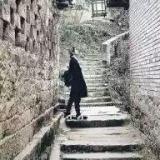 狐狸不住在树上