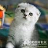 茶叶梗