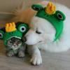 红伞与黑猫