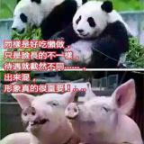 吟风紫竹