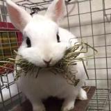 啦啦噜