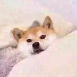 dd爱臭屁