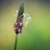 ❀Agoni