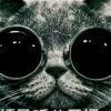 邻家的龙猫