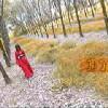 书友16142