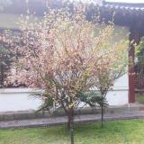 黑白阁S