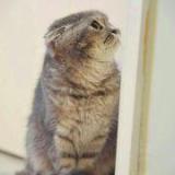 猫姐0809
