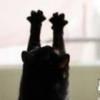 〓爪猫〓