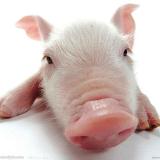 pig