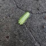 千秋不朽业