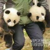 一营营长张大喵