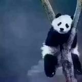 烦着呢