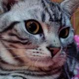  霞 子