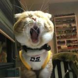 青冥手