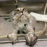 流氓加无赖贼♂帅