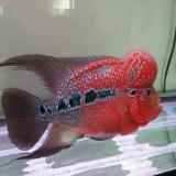 （☞王♞子☜）