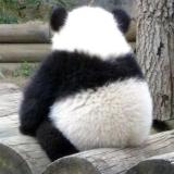 天才小熊猫