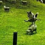 想看海的淡水鱼