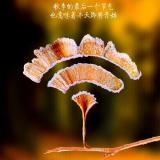 如果我说如果我能吗