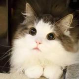 迷迷茫茫