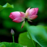 黑杰克he