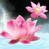 花踌躇柳轻叹敢问情何以堪