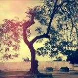 Mr.Llu