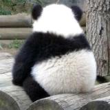 爆炒小熊猫
