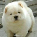 Chen秋fang