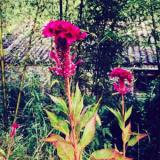 zhanghui_49