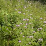 花繁月圆夜独归