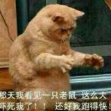 孤独的呆小猪