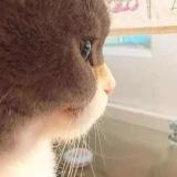 子非鱼