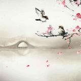 菜菜