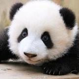 叶落归根伤满地