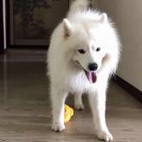 爱喝橙汁的然然