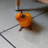菜鸟独行¥凤¥